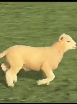 咩 Baaa