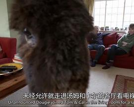 天才狗狗 The Dog with an IQ of 102