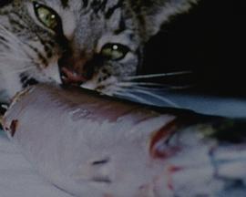 猫食 Cat Food