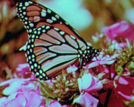 Butterfly Disaster
