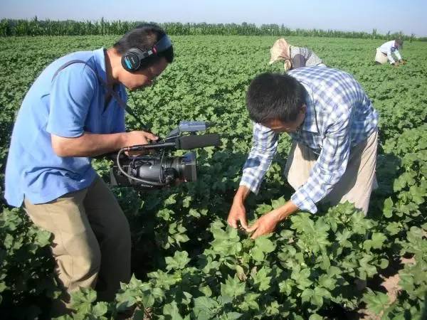 谈《棉花》！当我们谈棉花时，到底在说什么？