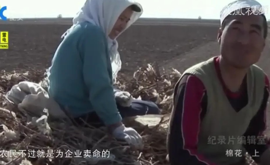 谈《棉花》！当我们谈棉花时，到底在说什么？