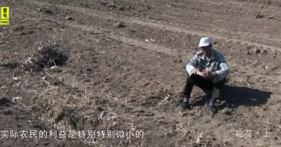 谈《棉花》！当我们谈棉花时，到底在说什么？